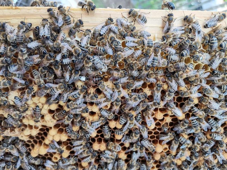 Fewo "Am Bienenstock" In Dallgow-Doberitz Екстер'єр фото