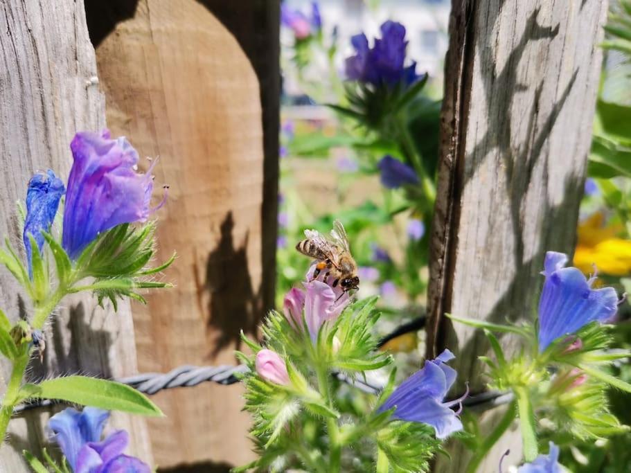 Fewo "Am Bienenstock" In Dallgow-Doberitz Екстер'єр фото